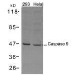 Western blot - Caspase 9 Antibody from Signalway Antibody (21422) - Antibodies.com