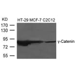 Western blot - g-Catenin Antibody from Signalway Antibody (21645) - Antibodies.com