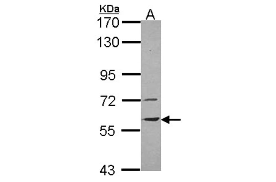 vanin-1 antibody from Signalway Antibody (22170) - Antibodies.com