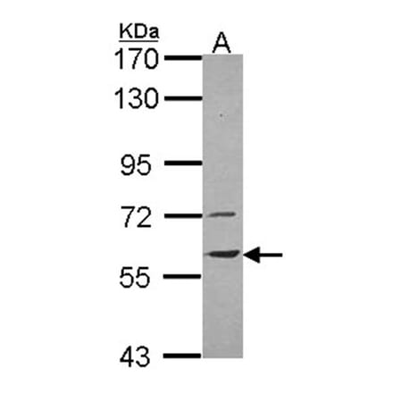 vanin-1 antibody from Signalway Antibody (22170) - Antibodies.com