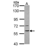 vanin-1 antibody from Signalway Antibody (22170) - Antibodies.com