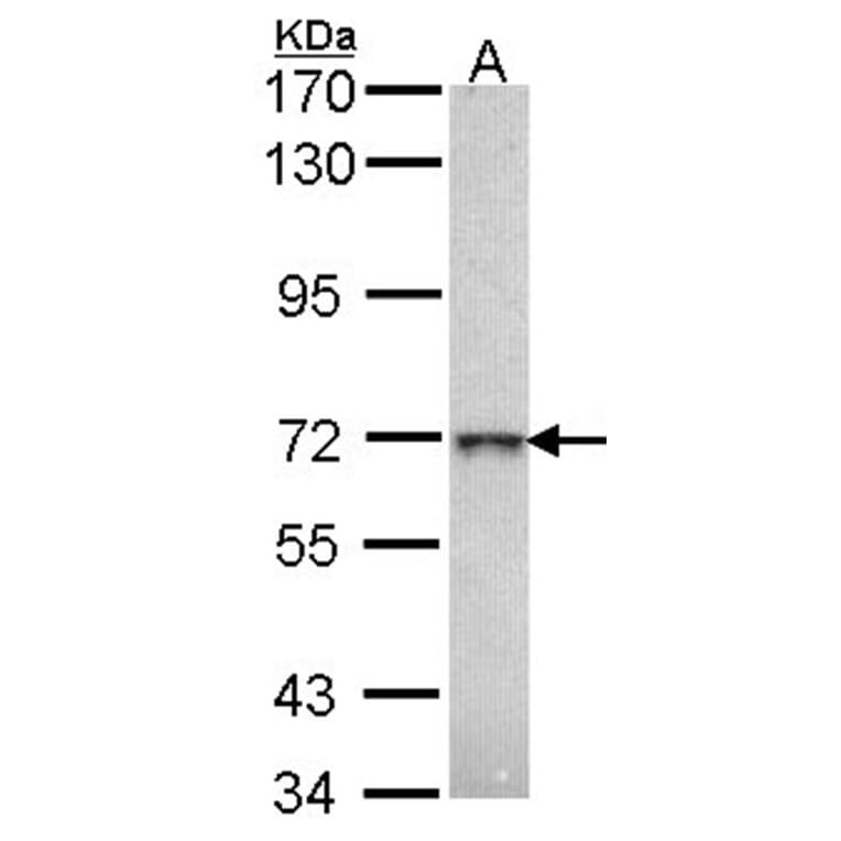 beta-Gal antibody from Signalway Antibody (22355) - Antibodies.com