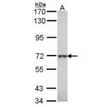 beta-Gal antibody from Signalway Antibody (22355) - Antibodies.com