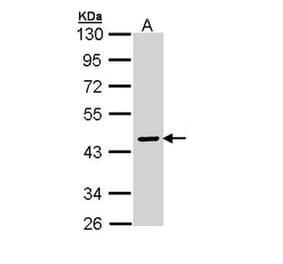 SERPINA10 antibody from Signalway Antibody (22737) - Antibodies.com