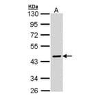 SERPINA10 antibody from Signalway Antibody (22737) - Antibodies.com