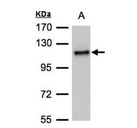 ADAMTSL-2 antibody from Signalway Antibody (23098) - Antibodies.com