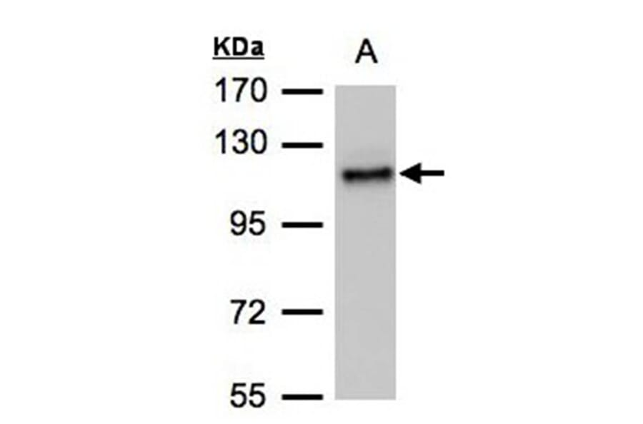 ADAMTSL-2 antibody from Signalway Antibody (23098) - Antibodies.com