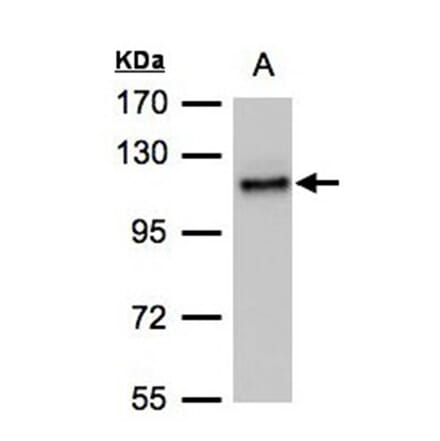 ADAMTSL-2 antibody from Signalway Antibody (23098) - Antibodies.com
