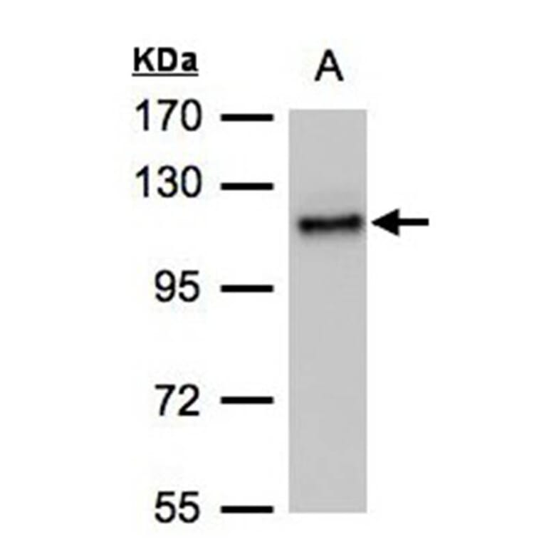 ADAMTSL-2 antibody from Signalway Antibody (23098) - Antibodies.com