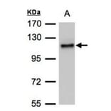 ADAMTSL-2 antibody from Signalway Antibody (23098) - Antibodies.com