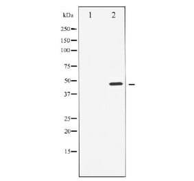 Western blot - Cyclin E1 Antibody from Signalway Antibody (29030) - Antibodies.com