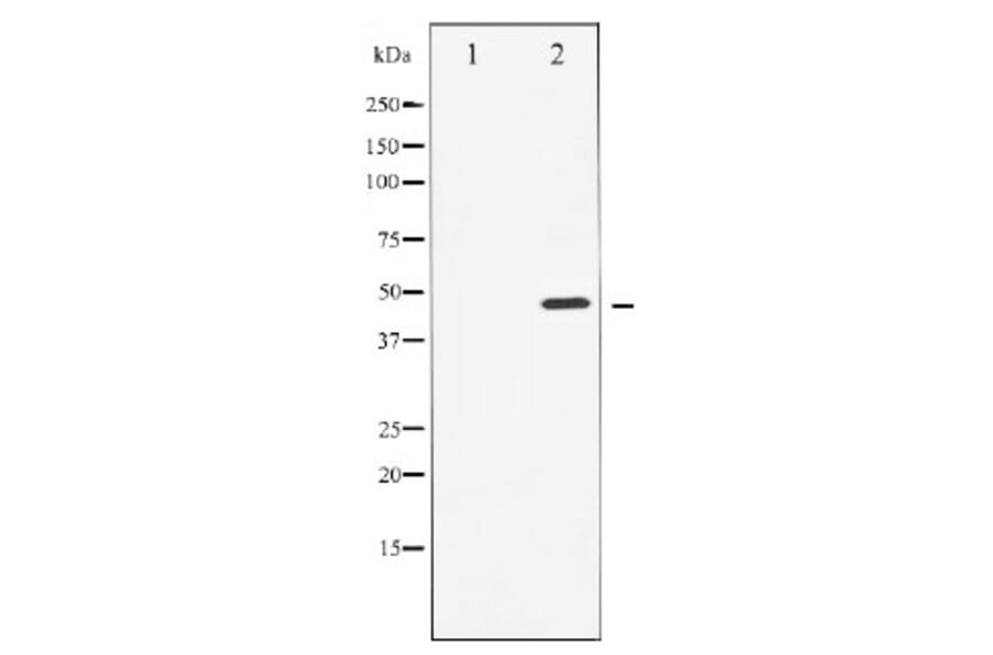 Western blot - Cyclin E1 Antibody from Signalway Antibody (29030) - Antibodies.com