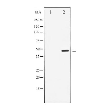Western blot - Cyclin E1 Antibody from Signalway Antibody (29030) - Antibodies.com