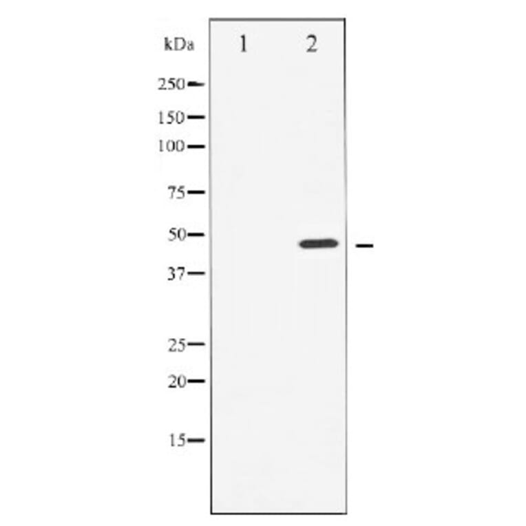 Western blot - Cyclin E1 Antibody from Signalway Antibody (29030) - Antibodies.com