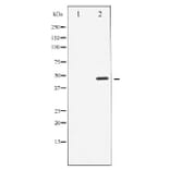 Western blot - Cyclin E1 Antibody from Signalway Antibody (29030) - Antibodies.com