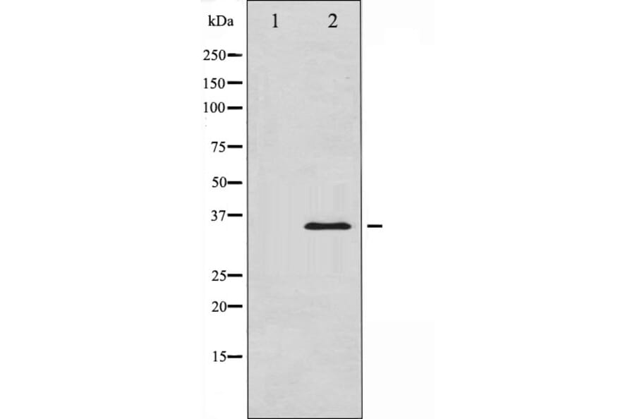 Western blot - IkB-alpha Antibody from Signalway Antibody (29054) - Antibodies.com