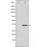 Western blot - IkB-alpha Antibody from Signalway Antibody (29054) - Antibodies.com