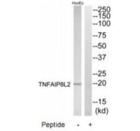 Western blot - TNFAIP8L2 Antibody from Signalway Antibody (33938) - Antibodies.com