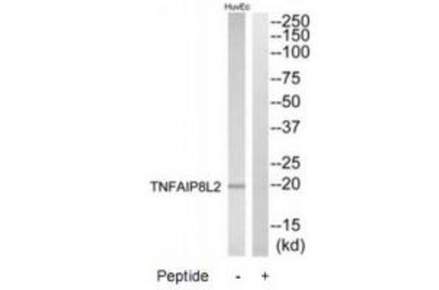 Western blot - TNFAIP8L2 Antibody from Signalway Antibody (33938) - Antibodies.com