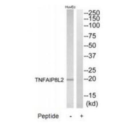 Western blot - TNFAIP8L2 Antibody from Signalway Antibody (33938) - Antibodies.com