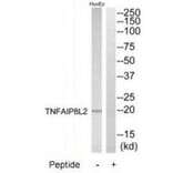 Western blot - TNFAIP8L2 Antibody from Signalway Antibody (33938) - Antibodies.com