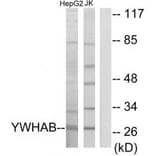 Western blot - 14-3-3 β Antibody from Signalway Antibody (34144) - Antibodies.com