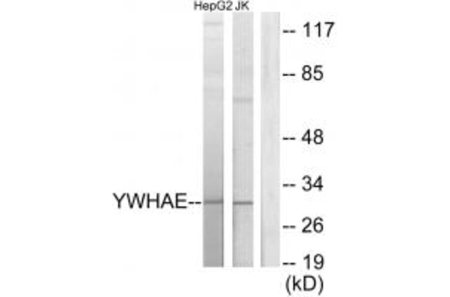 Western blot - 14-3-3 ε Antibody from Signalway Antibody (34145) - Antibodies.com