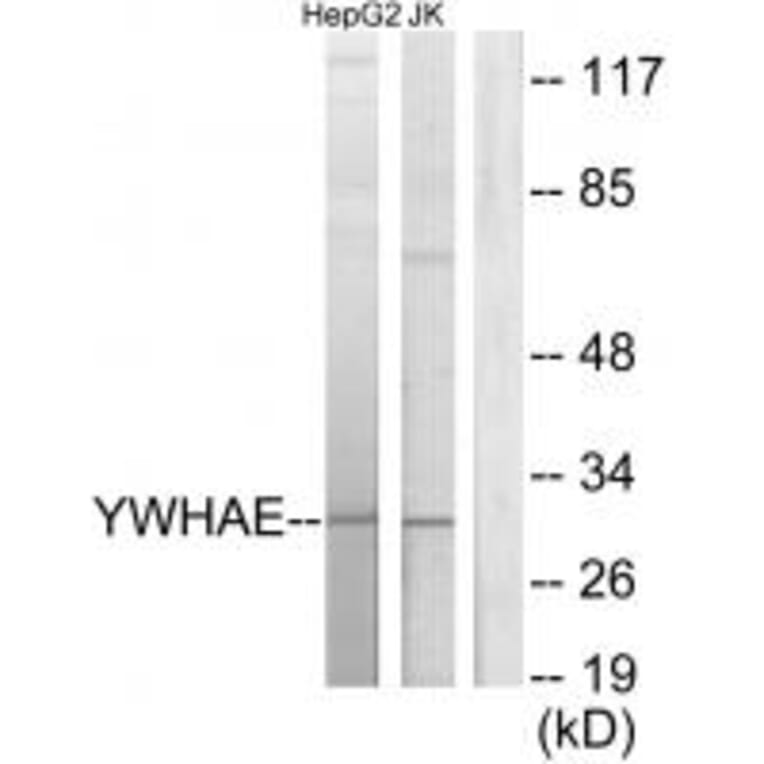Western blot - 14-3-3 ε Antibody from Signalway Antibody (34145) - Antibodies.com