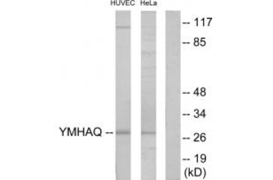 Western blot - 14-3-3 θ Antibody from Signalway Antibody (34148) - Antibodies.com