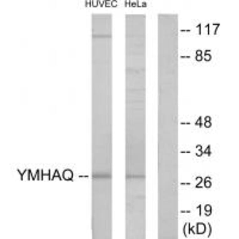 Western blot - 14-3-3 θ Antibody from Signalway Antibody (34148) - Antibodies.com