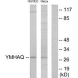 Western blot - 14-3-3 θ Antibody from Signalway Antibody (34148) - Antibodies.com