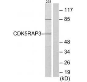 Western blot - CDK5RAP3 Antibody from Signalway Antibody (34200) - Antibodies.com