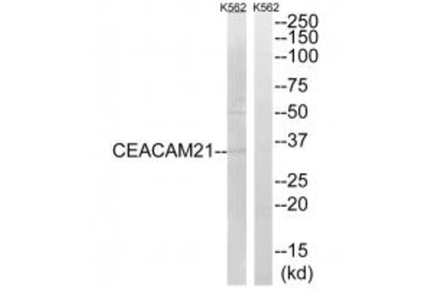 Western blot - CEACAM21 Antibody from Signalway Antibody (34553) - Antibodies.com