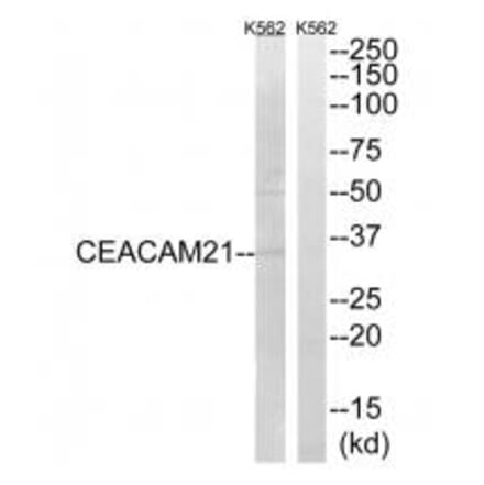 Western blot - CEACAM21 Antibody from Signalway Antibody (34553) - Antibodies.com