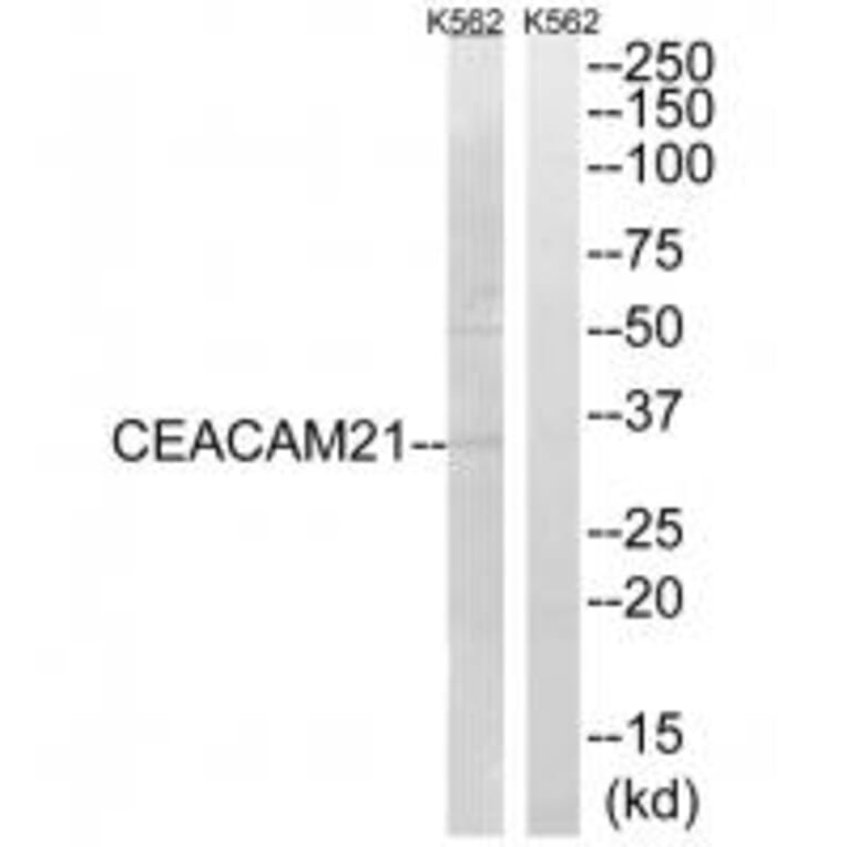 Western blot - CEACAM21 Antibody from Signalway Antibody (34553) - Antibodies.com