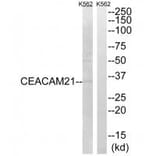 Western blot - CEACAM21 Antibody from Signalway Antibody (34553) - Antibodies.com
