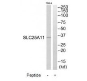 Western blot - SLC25A11 Antibody from Signalway Antibody (34800) - Antibodies.com