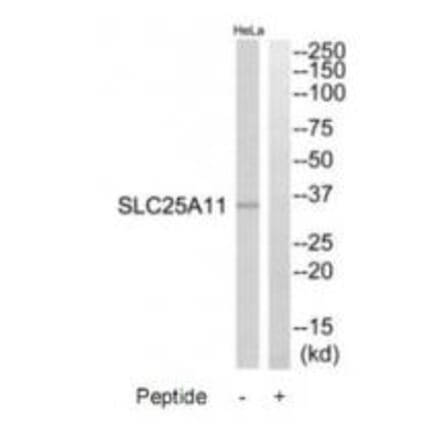 Western blot - SLC25A11 Antibody from Signalway Antibody (34800) - Antibodies.com
