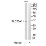 Western blot - SLC25A11 Antibody from Signalway Antibody (34800) - Antibodies.com