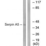 Western blot - Serpin A5 Antibody from Signalway Antibody (34908) - Antibodies.com