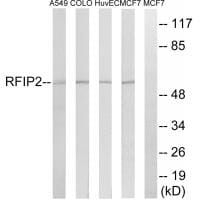 Western blot analysis of extracts from A549 cells, COLO cells, HUVEC cells and MCF-7 cells, using RAB11FIP2 antibody #34949.