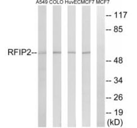 Western blot - RAB11FIP2 Antibody from Signalway Antibody (34949) - Antibodies.com
