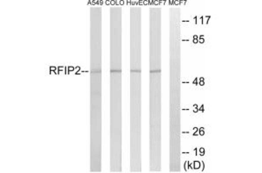 Western blot - RAB11FIP2 Antibody from Signalway Antibody (34949) - Antibodies.com