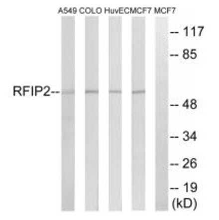 Western blot - RAB11FIP2 Antibody from Signalway Antibody (34949) - Antibodies.com