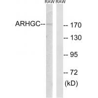 Western blot analysis of extracts from RAW264.7 cells, using ARHGEF12 antibody #34992.