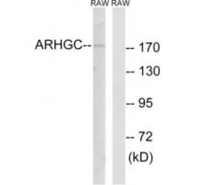 Western blot - ARHGEF12 Antibody from Signalway Antibody (34992) - Antibodies.com