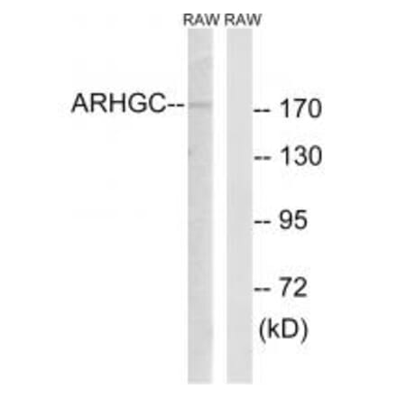 Western blot - ARHGEF12 Antibody from Signalway Antibody (34992) - Antibodies.com