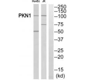 Western blot - PKN1/PRK1 Antibody from Signalway Antibody (35295) - Antibodies.com