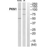 Western blot - PKN1/PRK1 Antibody from Signalway Antibody (35295) - Antibodies.com