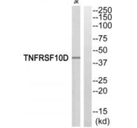 Western blot - TNFRSF10D Antibody from Signalway Antibody (35312) - Antibodies.com